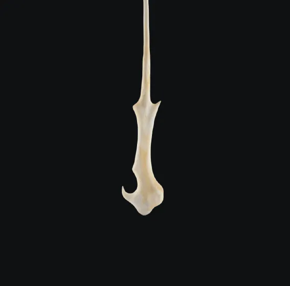 Voldemort Wand